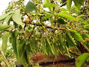 Fruit Set