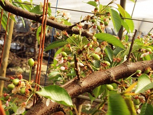 Fruit Set
