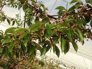 Fruit Set
